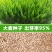 饲用燕麦种子养殖牧草种籽高产鱼饲料草籽绿肥牛羊草种籽冬天