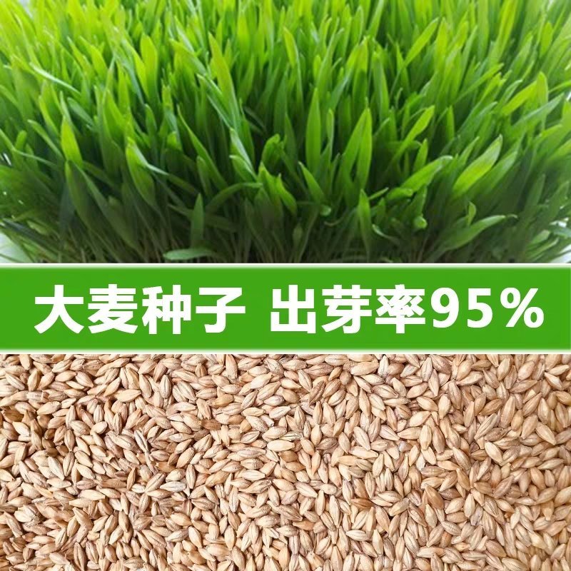 饲用燕麦种子养殖牧草种籽高产鱼饲料草籽绿肥牛羊草种籽冬天