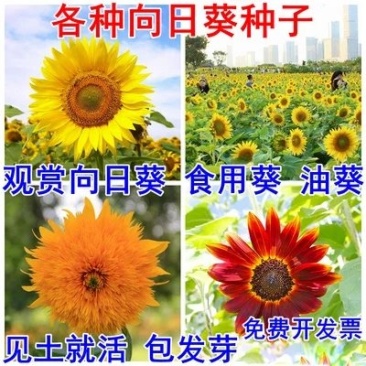 观赏向日葵种孑食用矮向日葵种子籽盆栽花卉四季开花葵花种籽
