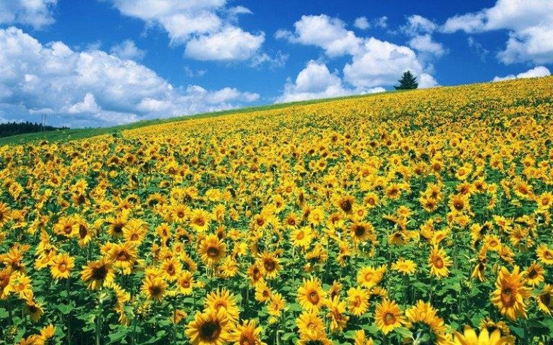 观赏向日葵种孑食用矮向日葵种子籽盆栽花卉四季开花葵花种籽