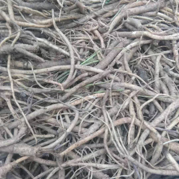 中药材，党参，今年的新鮮货质量保证价格实惠