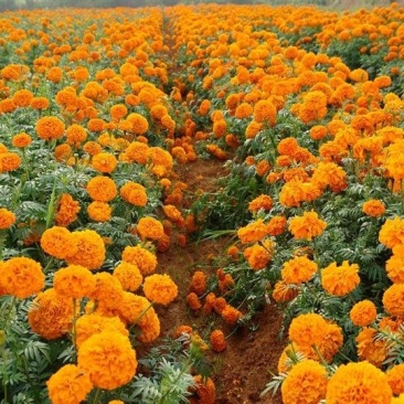 万寿菊种子菊花种子四季易活混色臭芙蓉花种籽子驱蚊盆栽种籽