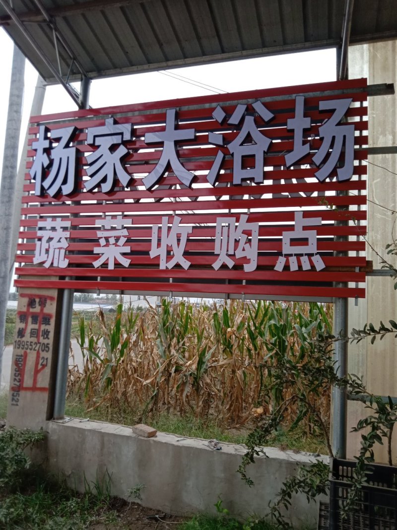 常年代收各种蔬菜