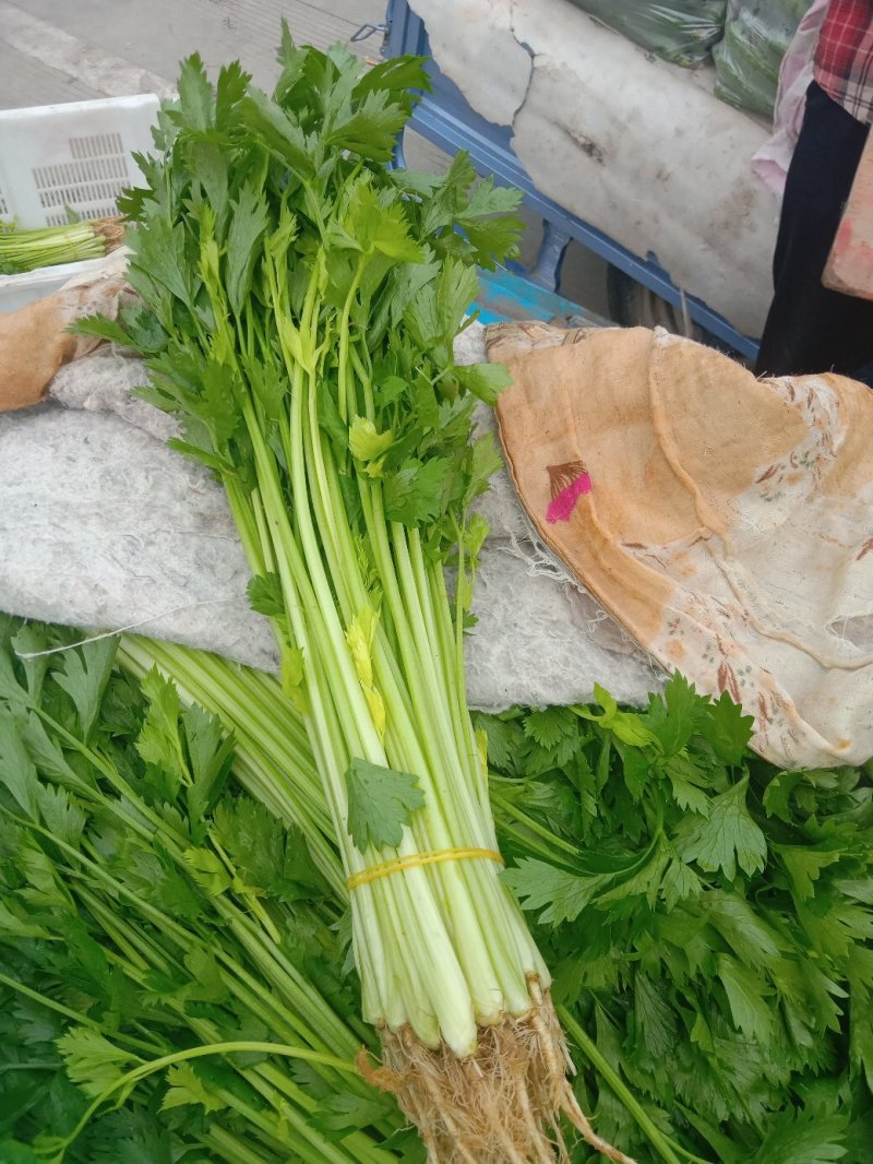 常年代收各种蔬菜