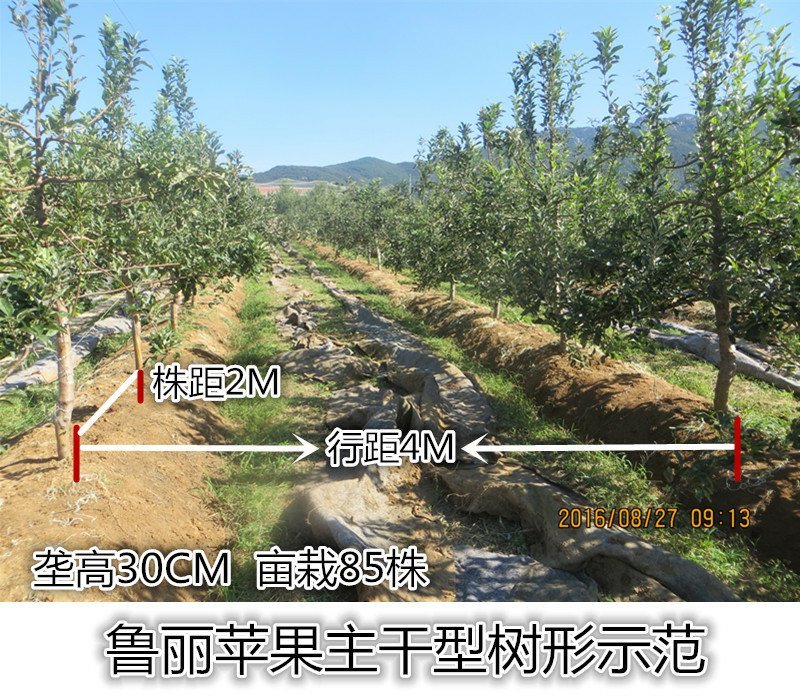 水蜜桃苹果苗,红思尼克苹果苗,瑞雪,秦脆苹果苗香妃苹果苗