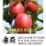 水蜜桃苹果苗,红思尼克苹果苗,瑞雪,秦脆苹果苗香妃苹果苗