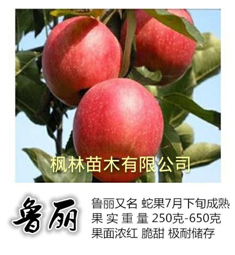 水蜜桃苹果苗,红思尼克苹果苗,瑞雪,秦脆苹果苗香妃苹果苗
