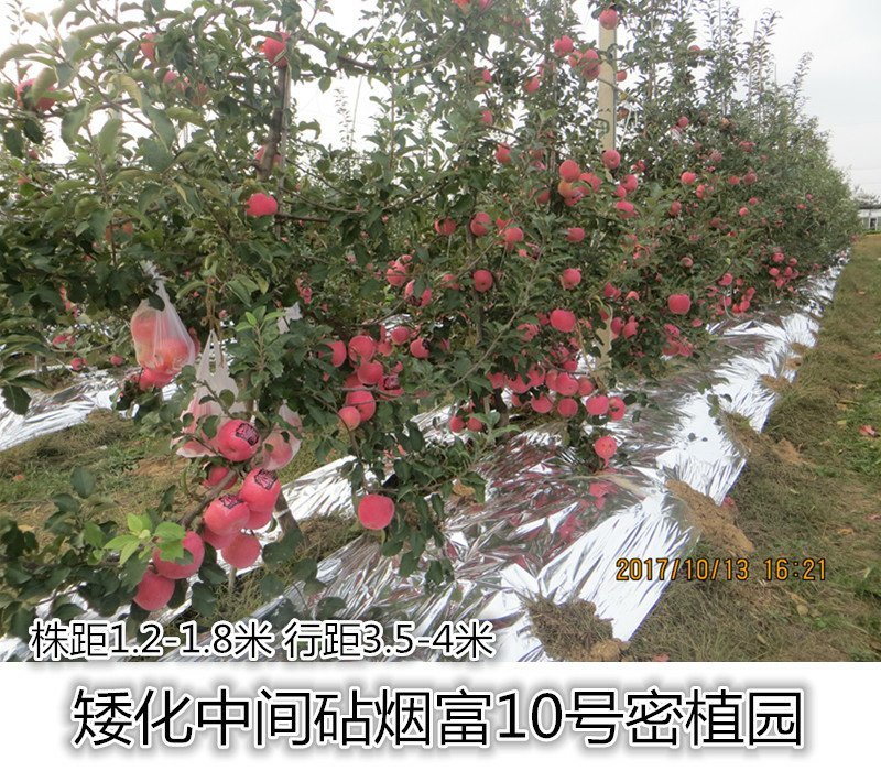 水蜜桃苹果苗,红思尼克苹果苗,瑞雪,秦脆苹果苗香妃苹果苗