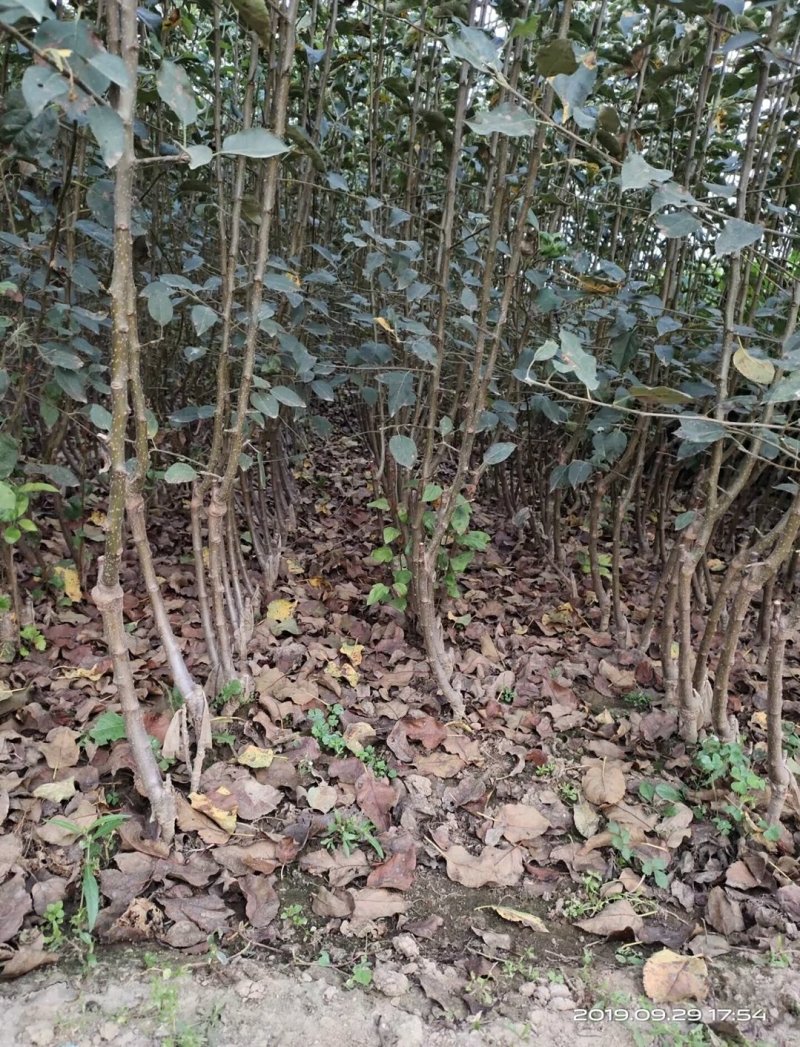 水蜜桃苹果苗,红思尼克苹果苗,瑞雪,秦脆苹果苗香妃苹果苗