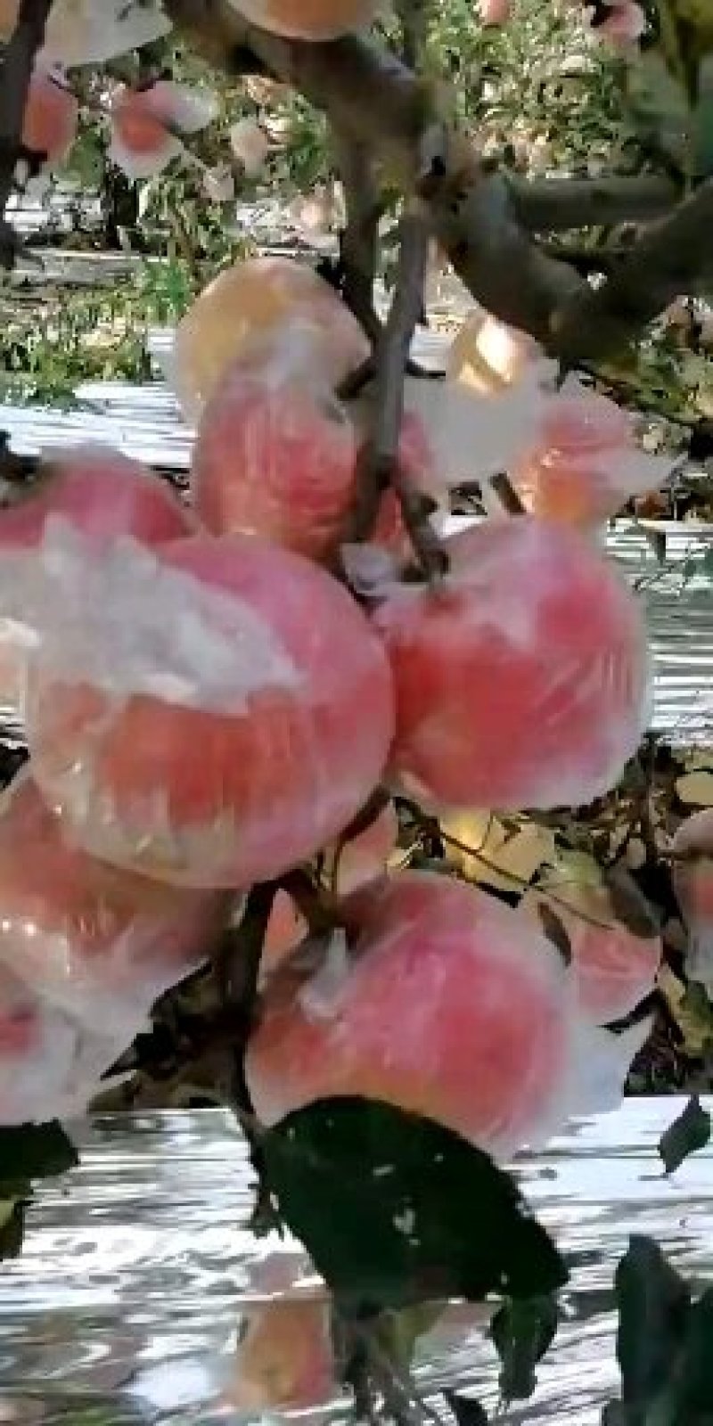 陕西精品纸加膜袋红富士苹果产地价格批发直销