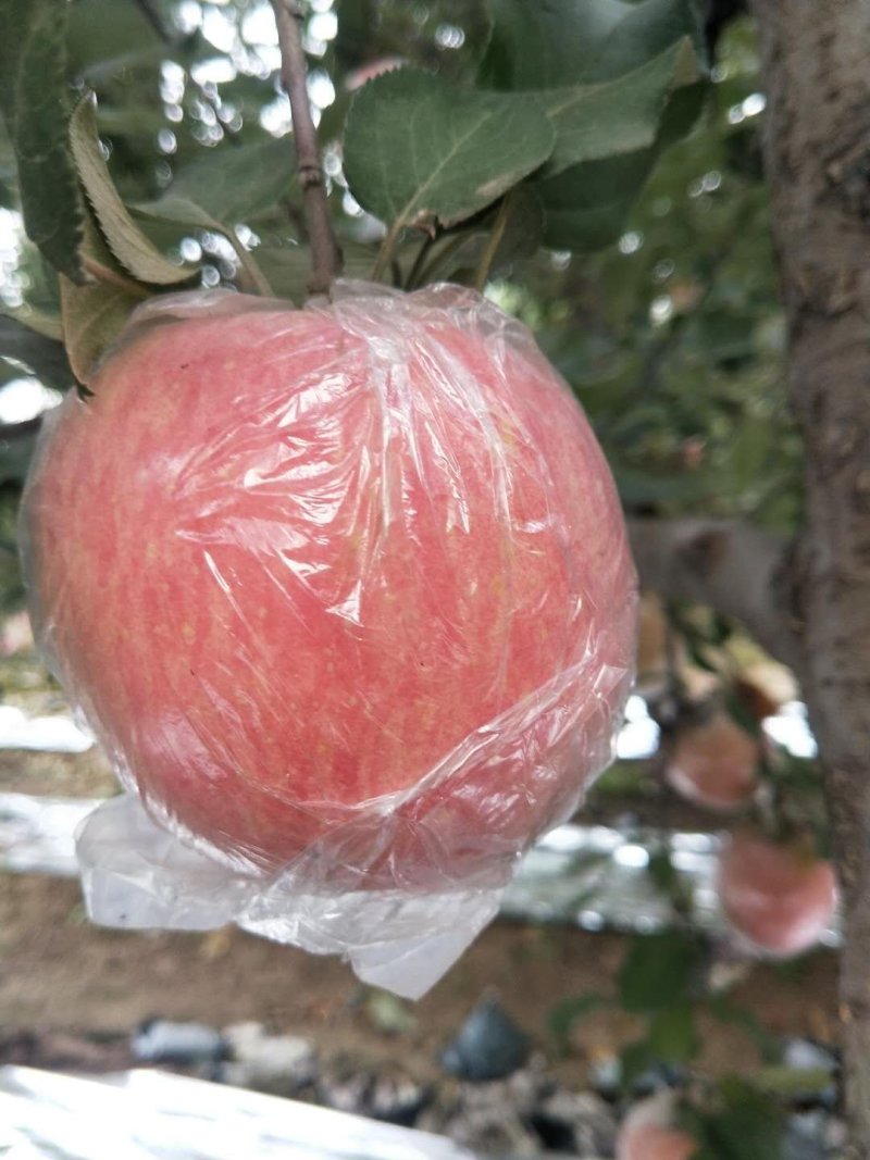 陕西精品纸加膜袋红富士苹果产地价格批发直销