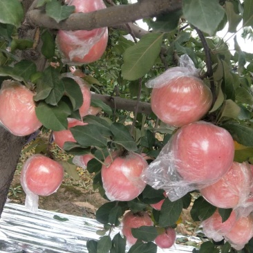 陕西精品纸加膜袋红富士苹果产地价格批发直销