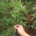桢楠树苗30~50cm，无纺布袋，耐运输成活率高！