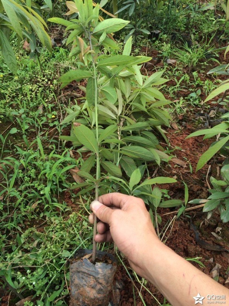 桢楠树苗30~50cm，无纺布袋，耐运输成活率高！