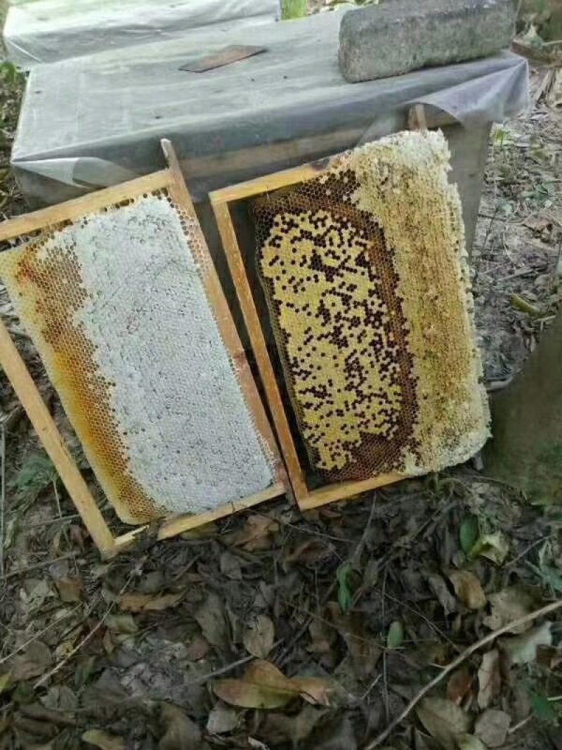 纯正土家荔枝蜜.龙眼蜜。