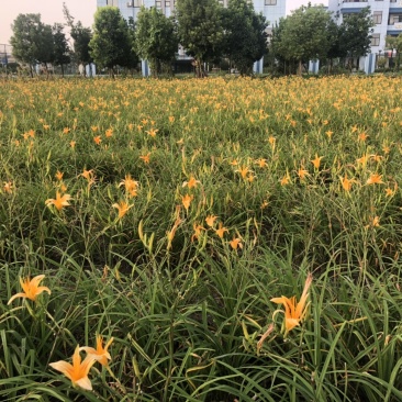 物美价廉的常绿宣草，工地用苗