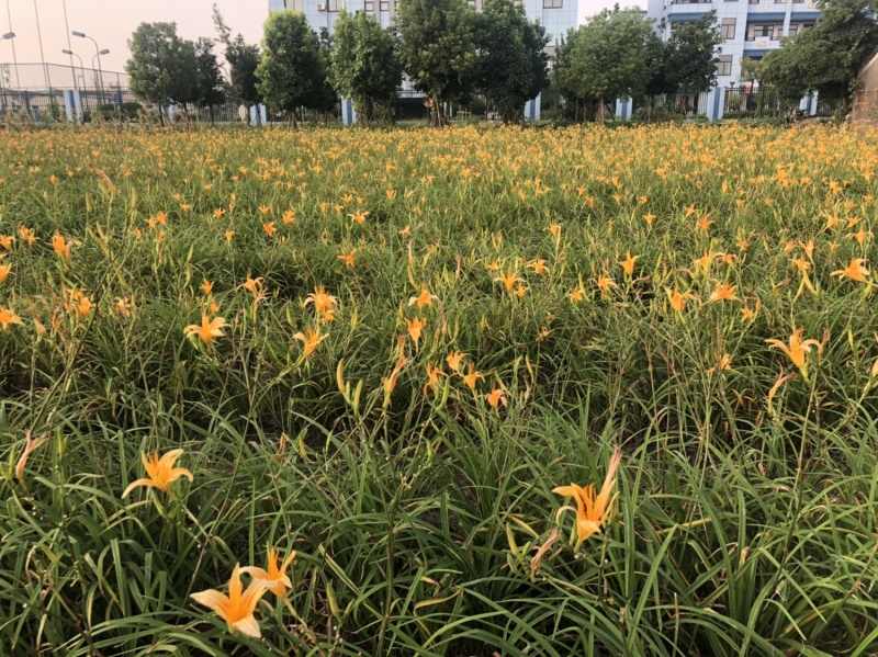 物美价廉的常绿宣草，工地用苗
