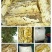 纯正土家荔枝蜜.龙眼蜜。