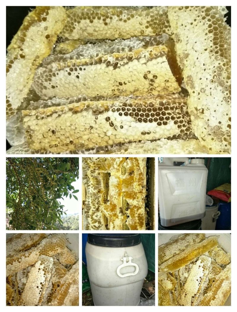 纯正土家荔枝蜜.龙眼蜜。