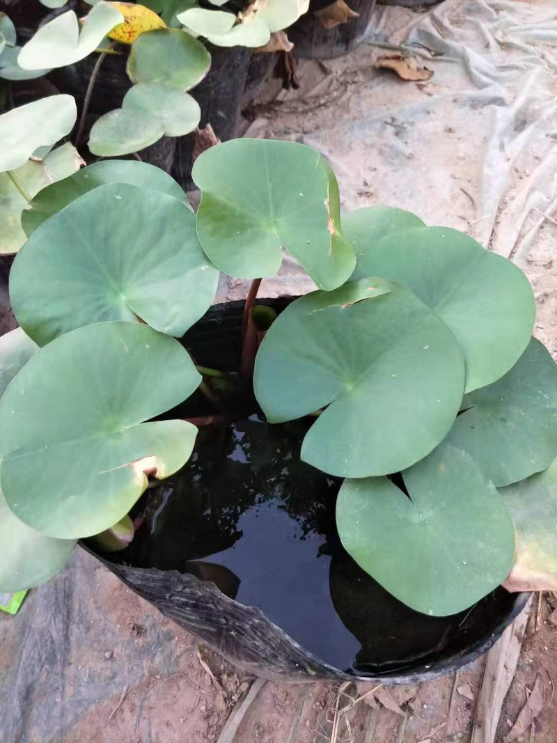 物美价廉的荷花，工地用苗