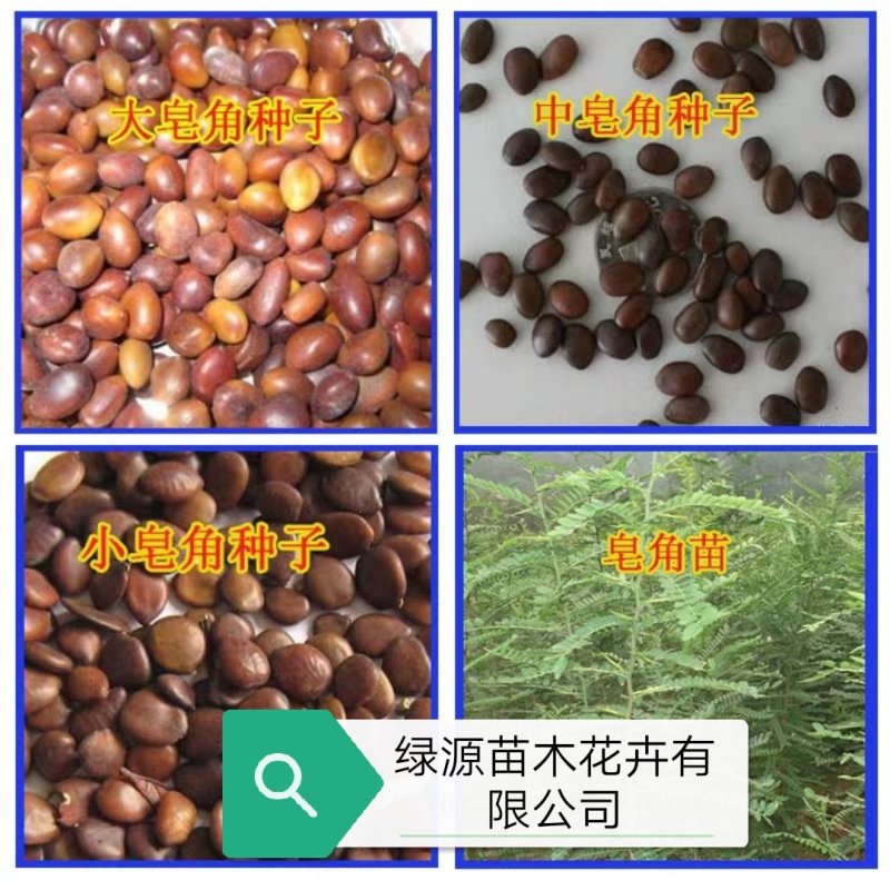 皂角种子2020年新货大中小皂角籽饱满度好发芽率高