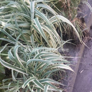 花叶芦竹物流价廉的旱伞草，苗子漂亮，数量准确，上工地上杯