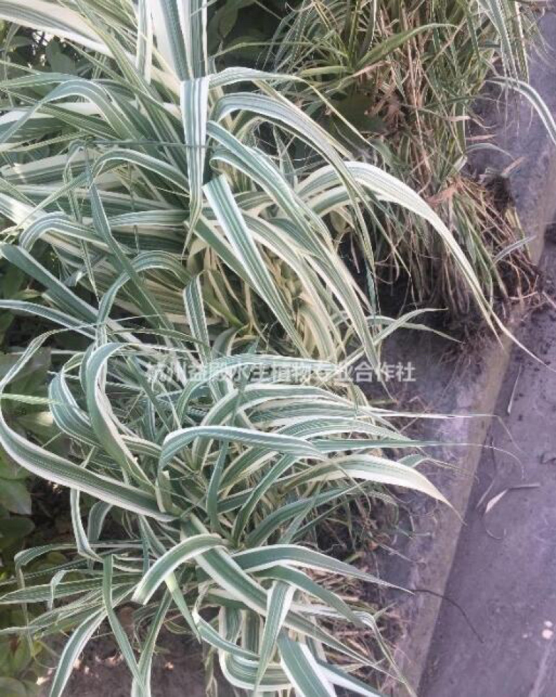 花叶芦竹物流价廉的旱伞草，苗子漂亮，数量准确，上工地上杯