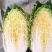 『精品』秋宝黄心白菜大白菜秋宝白菜个头大供货足