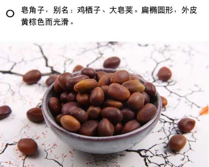 皂角种子大皂角籽纯新种子大货批发零售保证正品