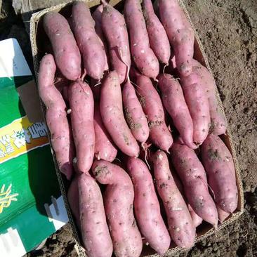红薯每年十月份大量上市，到来年五月份，辽宁省锦州市凌海市