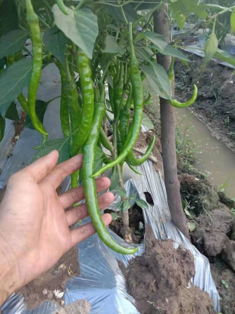 辣椒。线椒上市了货源充足欢迎来电咨询订购
