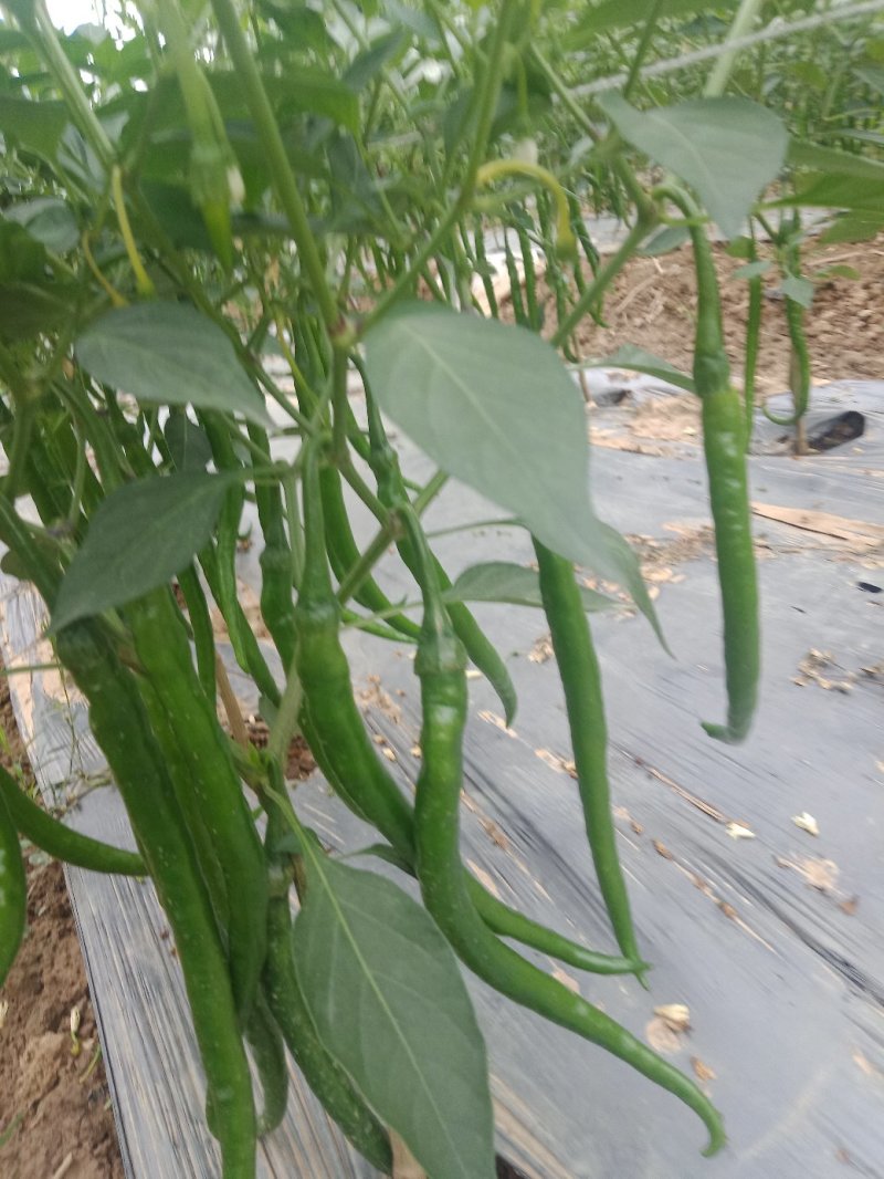 辣椒。线椒上市了货源充足欢迎来电咨询订购