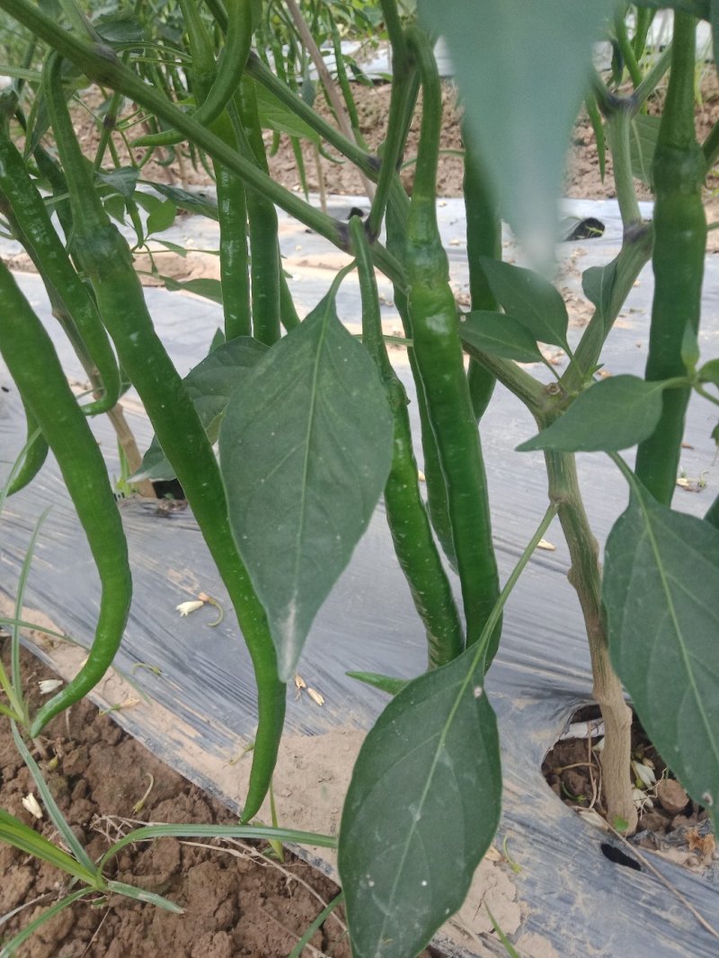 辣椒。线椒上市了货源充足欢迎来电咨询订购