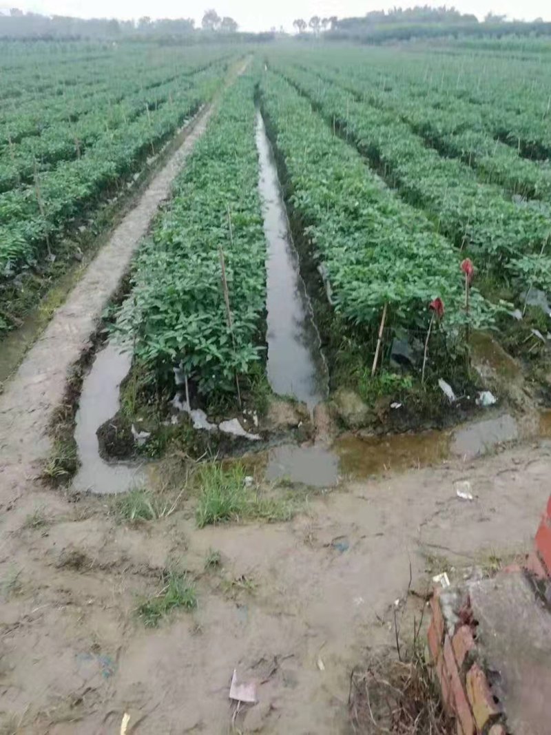 辣椒。线椒上市了货源充足欢迎来电咨询订购
