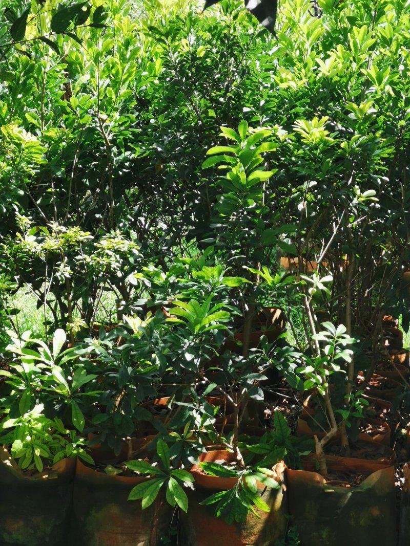 杨梅苗，东魁，荸荠，台梅大小皆有