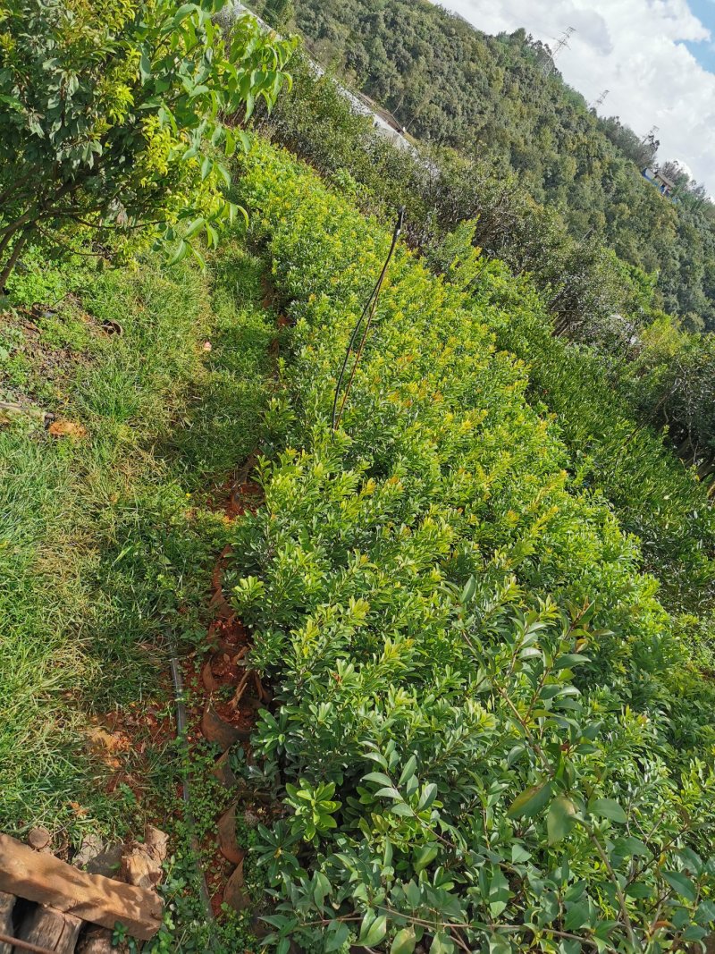 杨梅苗，东魁，荸荠，台梅大小皆有