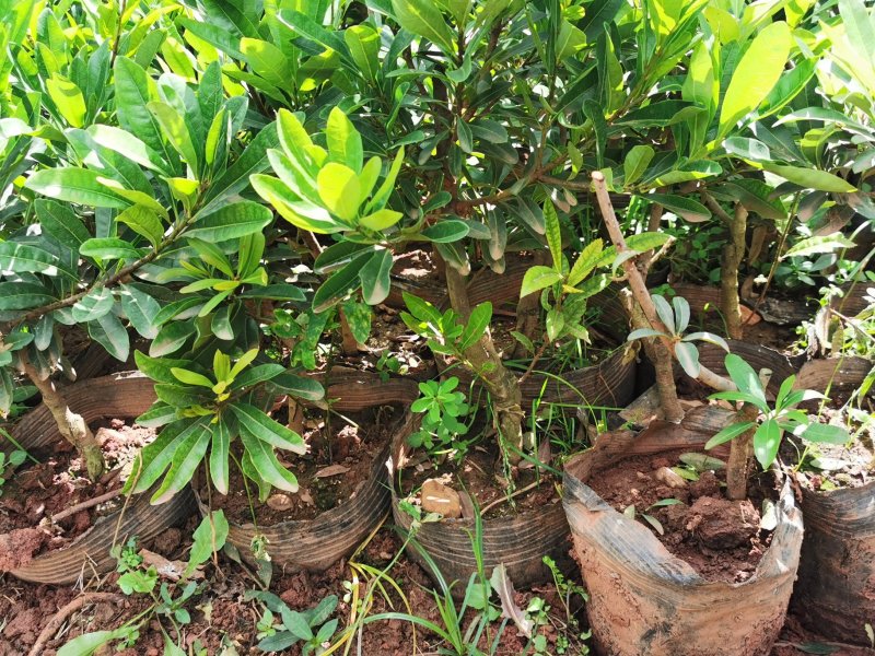 杨梅苗，东魁，荸荠，台梅大小皆有