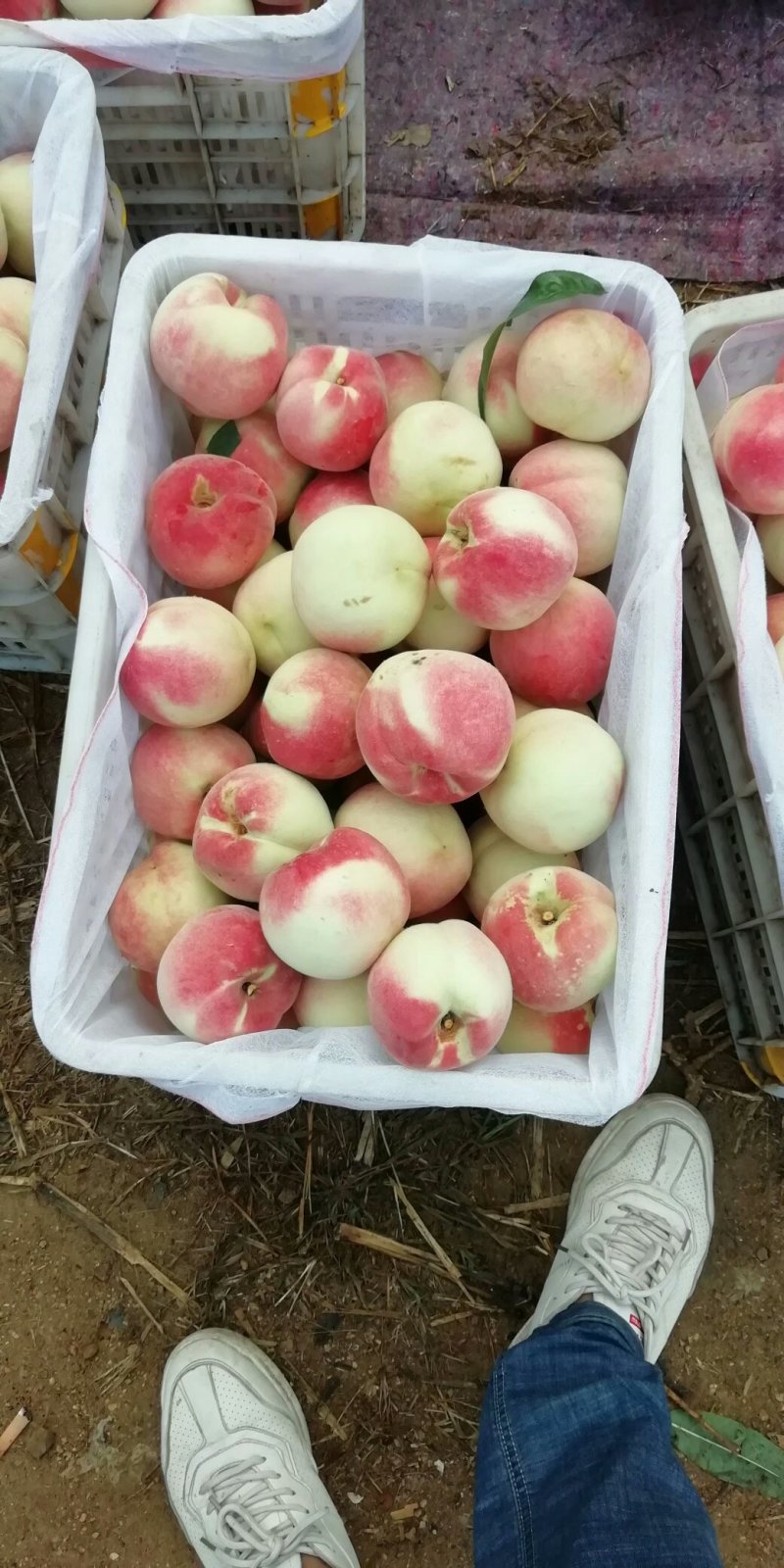 映霜红开始陆续大量上市