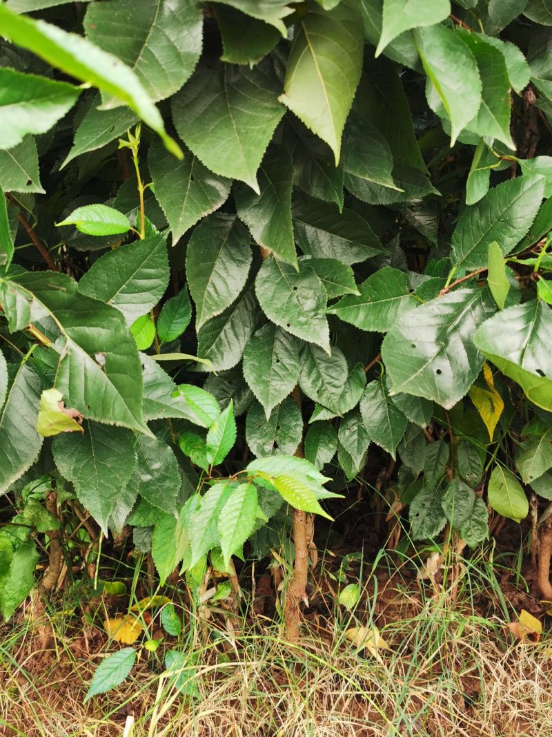 黑珍珠樱桃，红灯笼樱桃苗1年50~80cm，提供种植