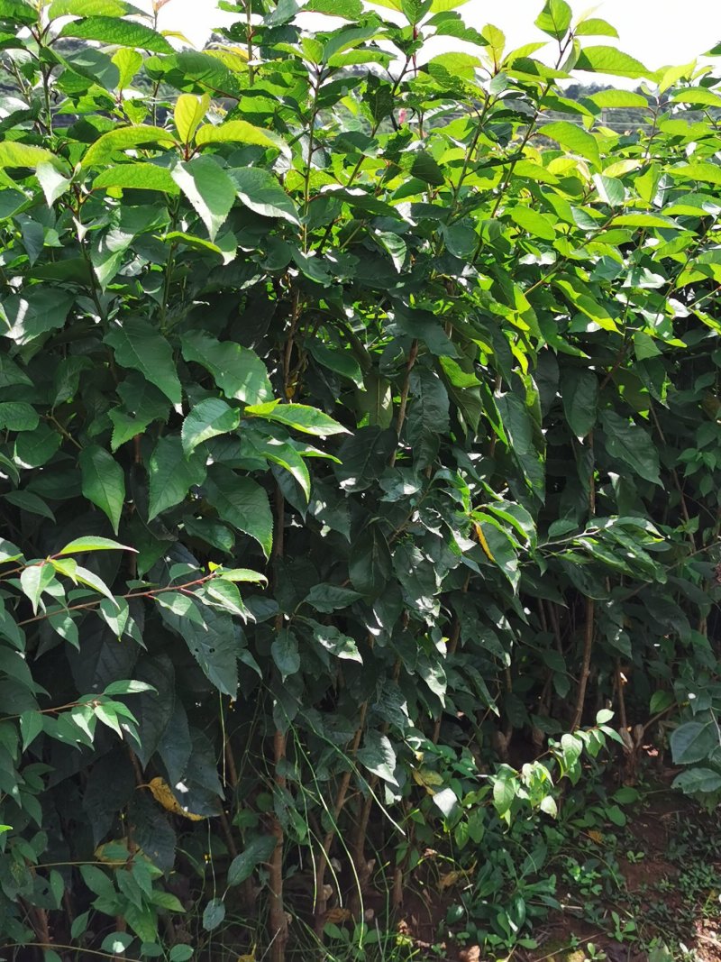 黑珍珠樱桃，红灯笼樱桃苗1年50~80cm，提供种植