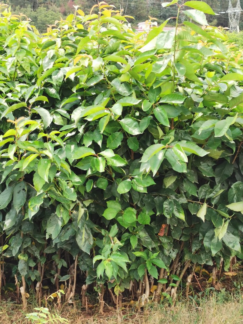 黑珍珠樱桃，红灯笼樱桃苗1年50~80cm，提供种植