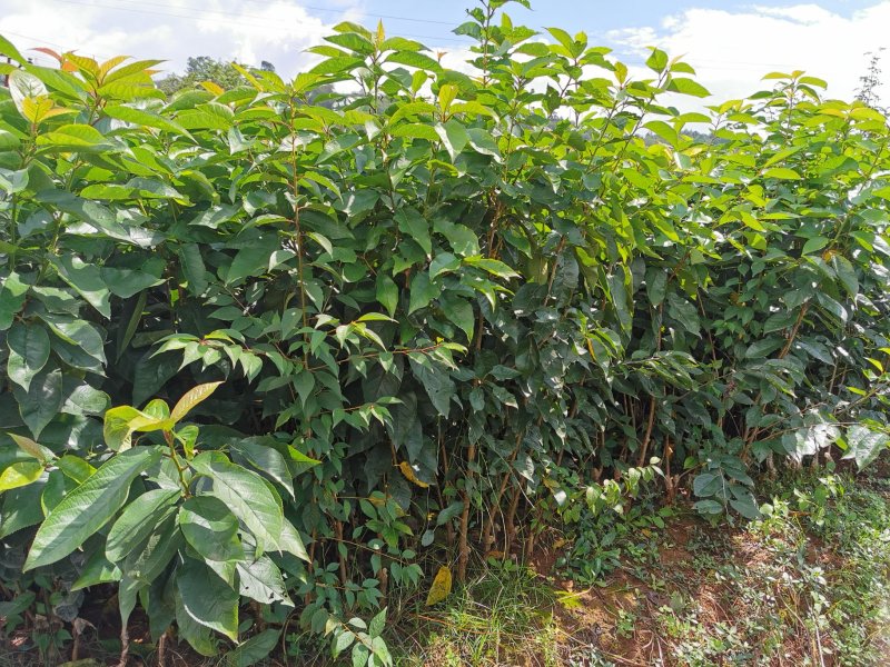 黑珍珠樱桃，红灯笼樱桃苗1年50~80cm，提供种植