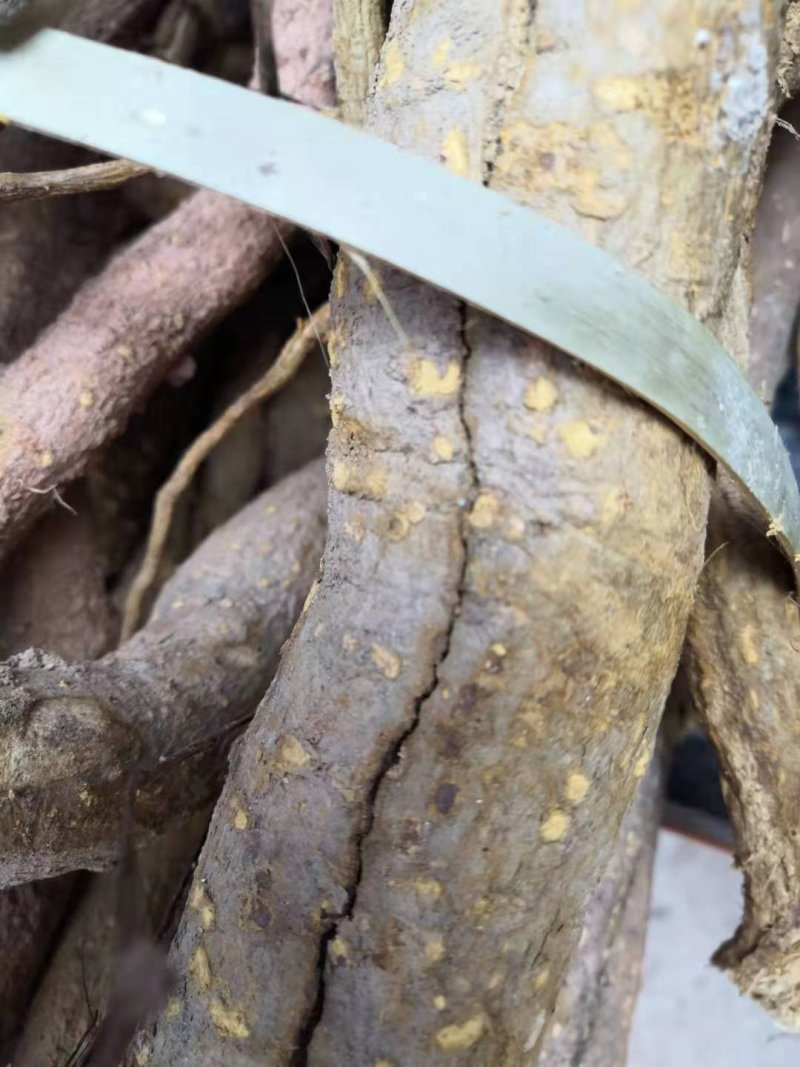 两面针根切段枝切片大货批发零售