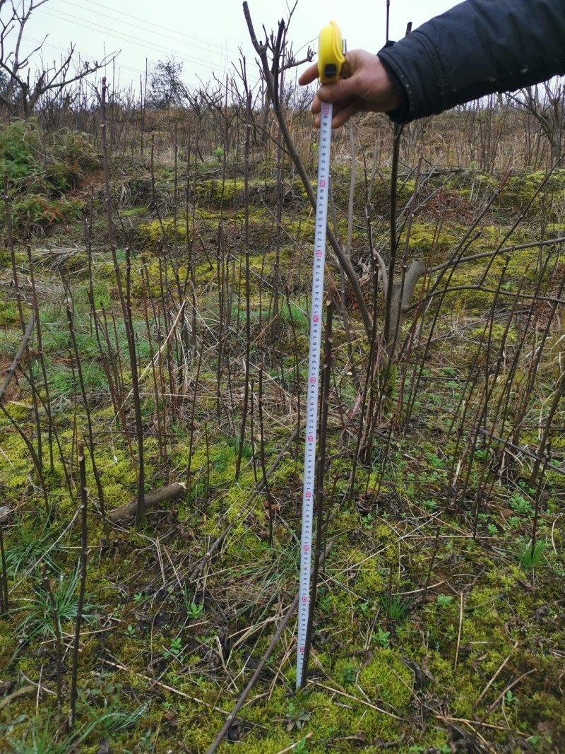 吴茱萸中花吴茱萸米辣子，贵州高原无污染特产吴茱萸