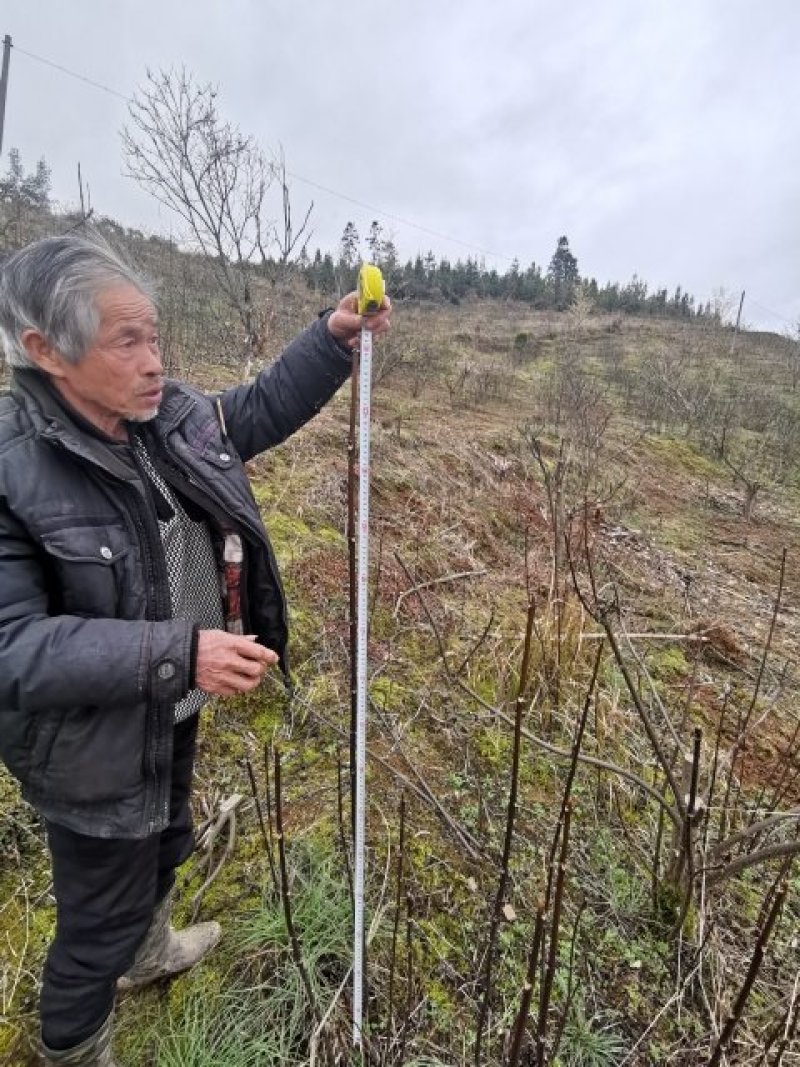 吴茱萸中花吴茱萸米辣子，贵州高原无污染特产吴茱萸