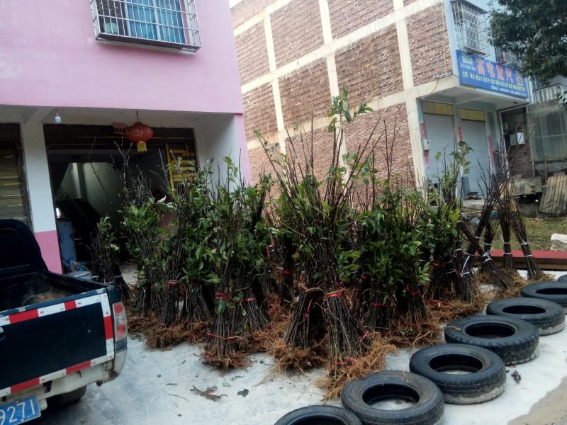 吴茱萸中花吴茱萸米辣子，贵州高原无污染特产吴茱萸
