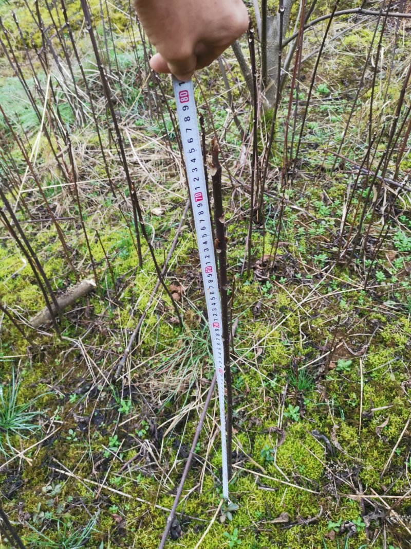 吴茱萸中花吴茱萸米辣子，贵州高原无污染特产吴茱萸