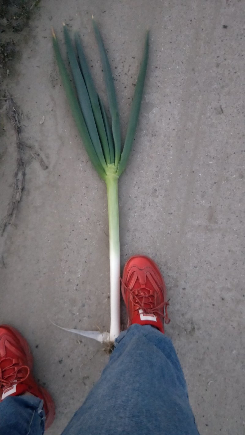 铁杆大葱