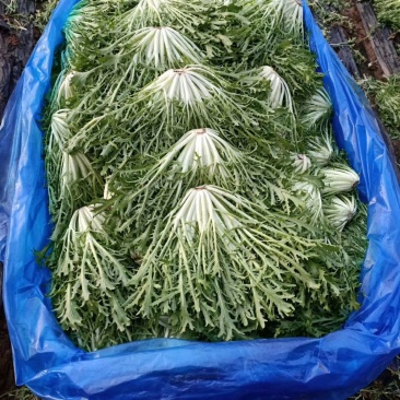 精品菊花苦菊