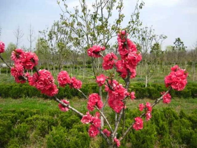 寿桃盆景中华寿桃水蜜桃矮化盆景南北方可种植
